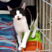 Аппетитная Печенька ищет родителей, в Москве