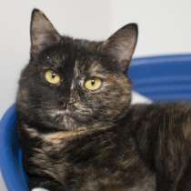 Британские кошки химеры Тося и Тася в добрые руки, в Москве