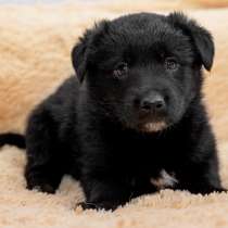 Щенки в дар, в Москве