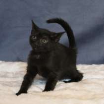 Маленький хорошенький черный котенок, в г.Санкт-Петербург