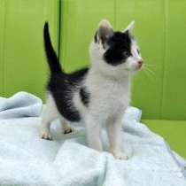 Котенок с сердцем льва Малыш Клайд в добрые руки, в Москве