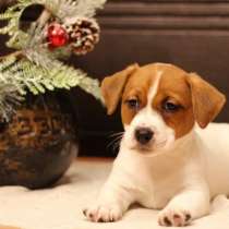 Щенки Джек Рассел терьер, в Москве