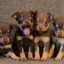 Той терьер Новокуйбышев, в Новокуйбышевске