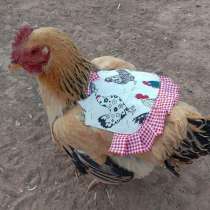 Попона для кур Защита курицы от петуха, в Астрахани