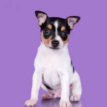 Американский тойфокс терьер, в Москве