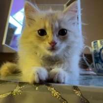 Котенок мальчик, в Новосибирске