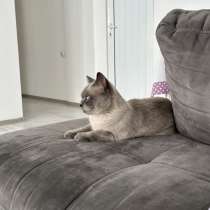 Кошка для случки, в г.Лимасол