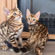 БЕНГАЛЬСКИЕ КОТЯТА БРАУН С ДОКУМЕНТАМИ, в Люберцы