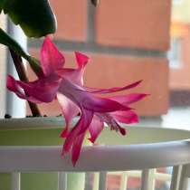 Декабристы, в Ярославле