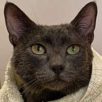 Оскар идеален для дома, в Москве