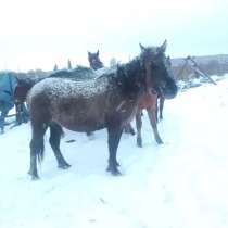 Лошадь, в Челябинске