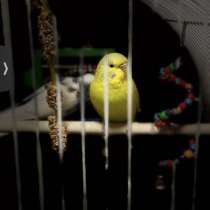 Попугаи, в Ростове-на-Дону