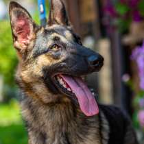 Шикарная Эма ищет дом!, в Москве