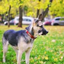 Щенок овчарка метис, в Москве