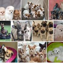 Питомник щенков Нижний Новгород, в Нижнем Новгороде