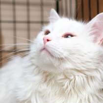 Роскошный Вася Пушок надеется снова обрести счастье, в Москве