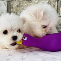 Щеночки Мальтезе, в Уфе