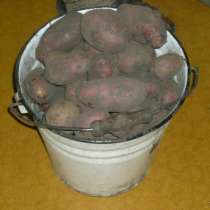 Продам картофель, в Сыктывкаре