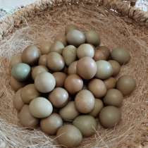 Яйца фазаньи, в Серпухове