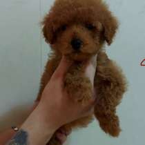 Пуделя 2.5мес, привиты, в Ростове-на-Дону