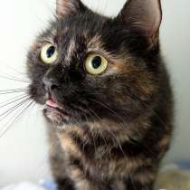 Кошка Фроня, в Москве