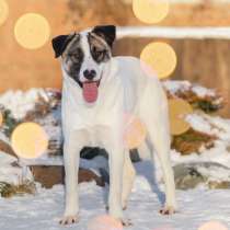 Жизнерадостный Майк, любящий детей, ищет дом!, в Москве