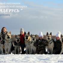 Щенков, собак породы восточноевропейская овчарка, в Москве