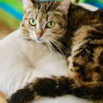 Потрясающего мраморного окраса кошка Сулико в дар, в Москве