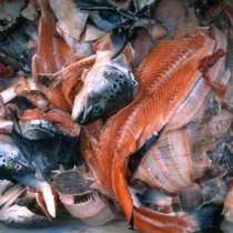 Покупаем рыбные отходы 40 тонн в сутки, в Казани