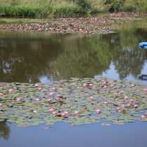 Лилии водные, розовые и белые, продаю, в Дзержинске