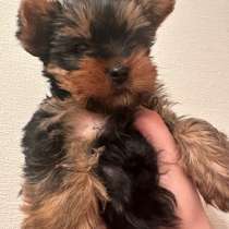 Йоширский терьер, в Перми