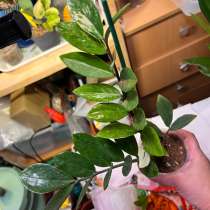 Замиокулькас Шорт Лив, в Санкт-Петербурге