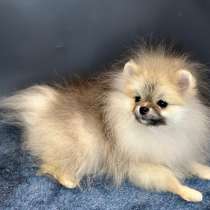 Померанского шпиц, в Москве