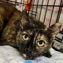 В добрые руки черепаховая кошечка Муся!, в Москве