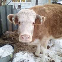 Продам корову на мясо около 300 кг или обмен на молочную кор, в Челябинске