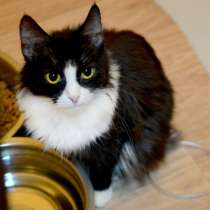 Спокойная Джулиз ждёт своего человека в приюте, в Москве