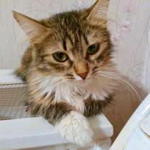 Шикарная пушистая трехцветка Джулия в добрые руки, в Москве