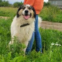 Шикарный пес Ванечка! Ищет семью, в Москве