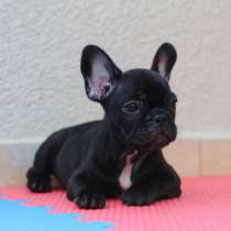Девочка французского бульдога, в г.Ашкелон