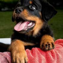 Ротвейлер Новосибирск, в Новосибирске