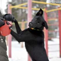 Маленькая собачка Бэкки &mdash; идеальный квартирный вариант, в Москве
