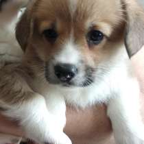 Продам щенков вельш корги пемброк, в Воронеже