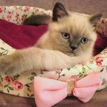 Продажа шотландская кошечка скоттиш-страйт, в Санкт-Петербурге