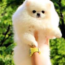 Померанский цвергшпиц, крем, мальчик, в Москве