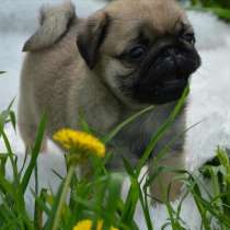 Мопс Кызыл, в Кызыле