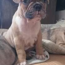 Щенки французского бульдога, в г.Донецк