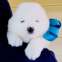 Белоснежные Ми-Ми мишки самоедики)!, в Котласе