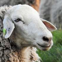 Продам овец(матка), в Ростове-на-Дону