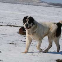 Возьму Собаку бесплатно крупной породы кобеля для двора, в г.Луганск