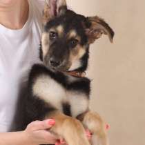 Малыш Хэппи ищет дом!, в Москве